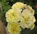 Yellow Geranium Flower Seeds for Planting – Heirloom, Non-GMO Cottage Garden Essential Organic Seeds
