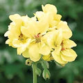 Yellow Geranium Flower Seeds for Planting – Heirloom, Non-GMO Cottage Garden Essential Organic Seeds