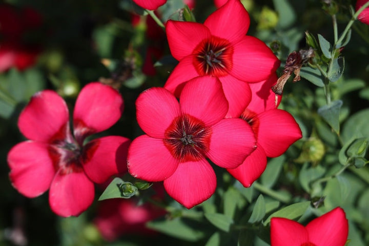 Flower Seeds, Seeds,Seeds For Planting,Plant Seeds