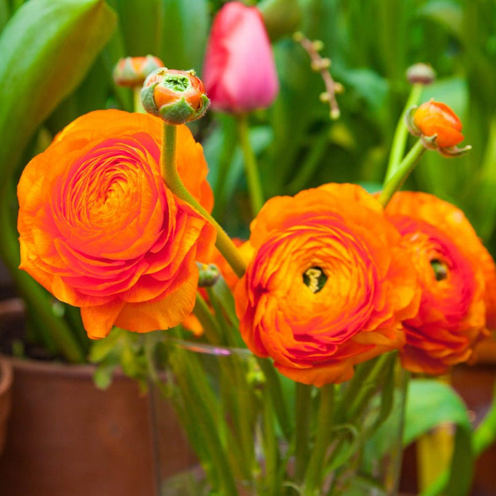 Flower Seeds, Seeds,Seeds For Planting,Plant Seeds