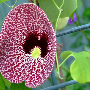 Flower Seeds, Seeds,Seeds For Planting,Plant Seeds