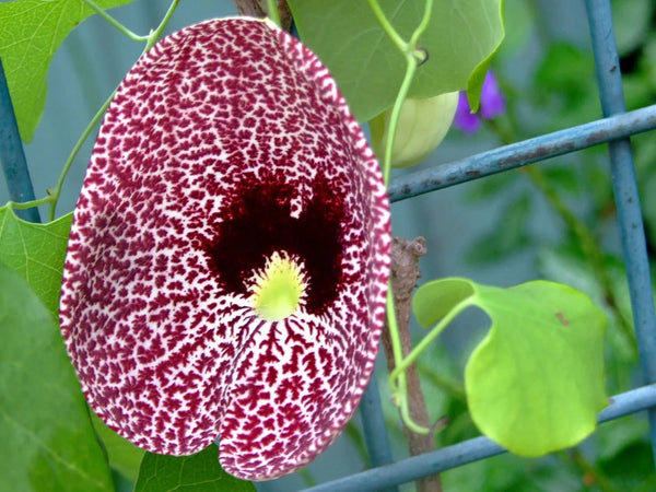 Flower Seeds, Seeds,Seeds For Planting,Plant Seeds