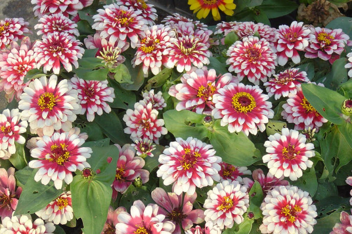 Flower Seeds, Seeds,Seeds For Planting,Plant Seeds