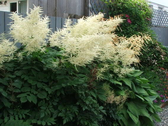 White Aethusifolius Dioicus Herb Seeds – Heirloom, Non-GMO Seeds for Year-Round Garden Growth