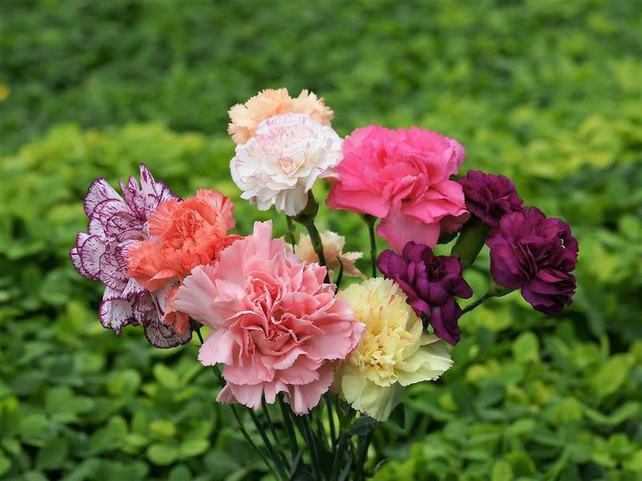 Mixed Carnation Flower Seeds for Planting – Heirloom, Non-GMO, High Germination Organic Garden Seeds
