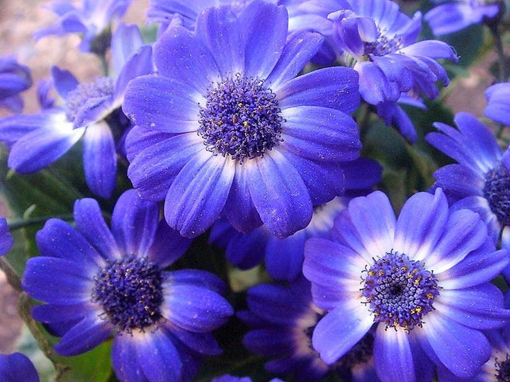 Purple Iberidifolia Flower Seeds for Planting – Heirloom, Non-GMO, High Germination Organic Garden Seeds