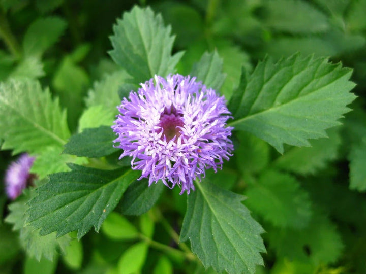 Vernonia Anthelmintica Flower Seeds for Planting – Heirloom, Non-GMO, High Germination