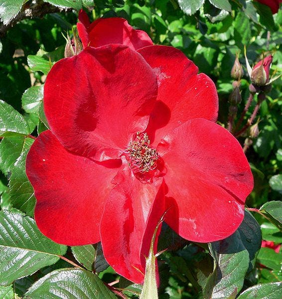 Red Rugosa Rose Flower Seeds for Planting – Wildflower Mix, Heirloom, Non-GMO, High Germination Organic Garden Seeds