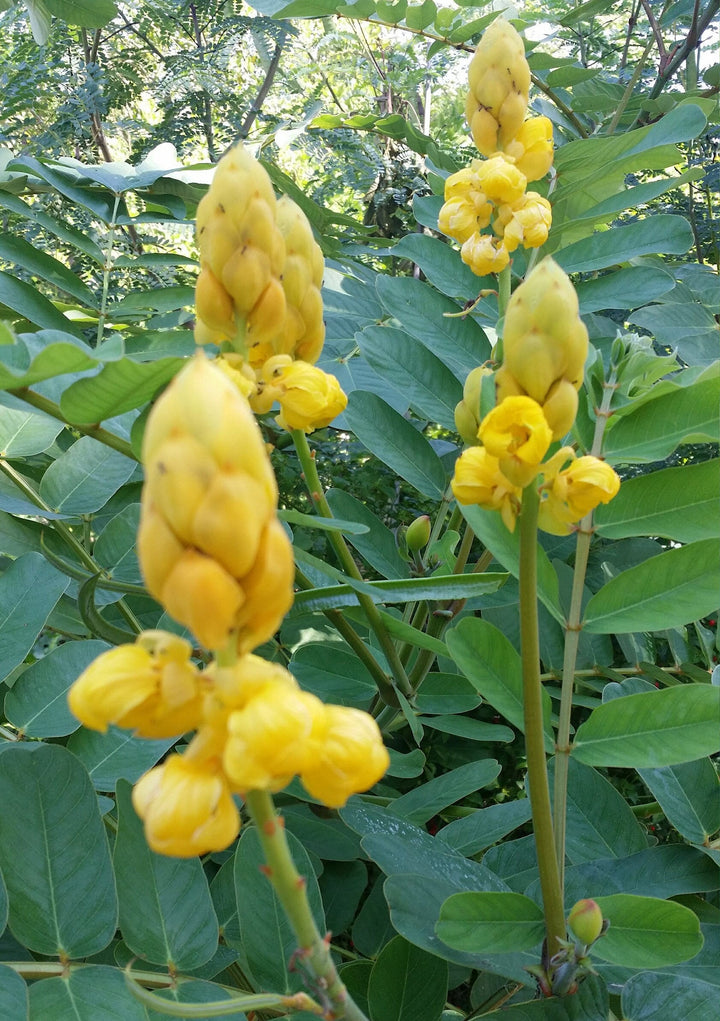 Flower Seeds, Seeds,Seeds For Planting,Plant Seeds
