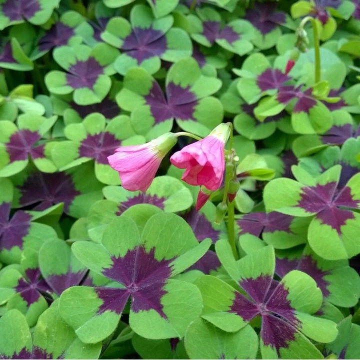 Green Purple Four Leaf Clover Flower Seeds for Planting | Heirloom Non-GMO High Germination Organic Garden Seeds