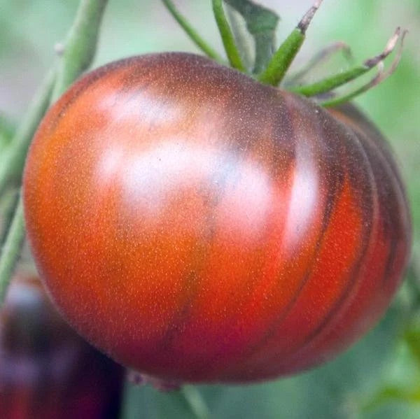 Black Brown Tomato Vegetable Seeds for Planting – Heirloom & Non-GMO Garden Seeds