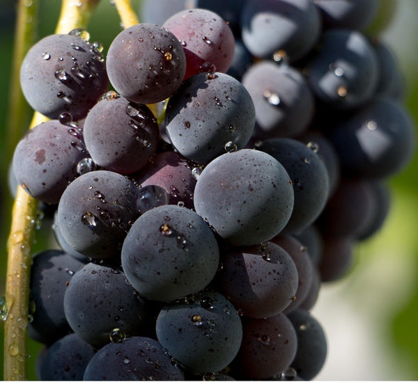 Black Brazilian Grape Fruit seeds – Heirloom, Non-GMO Seeds for Planting Unique Juicy Vine Fruits