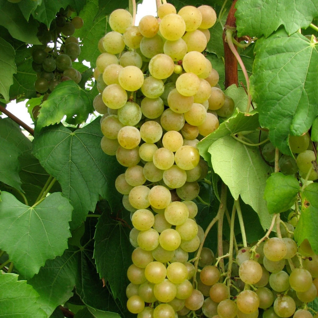 Muscat Grape fruit seeds for planting - Heirloom & Non-GMO garden seeds, aromatic variety for vineyards