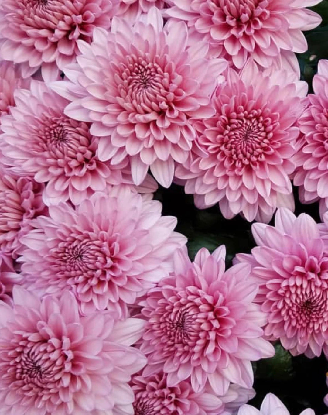 Baby Pink Chrysanthemum Flower seeds for Planting - Pollinator Friendly, Heirloom & GMO Free Seeds for Home Garden Non-GMO