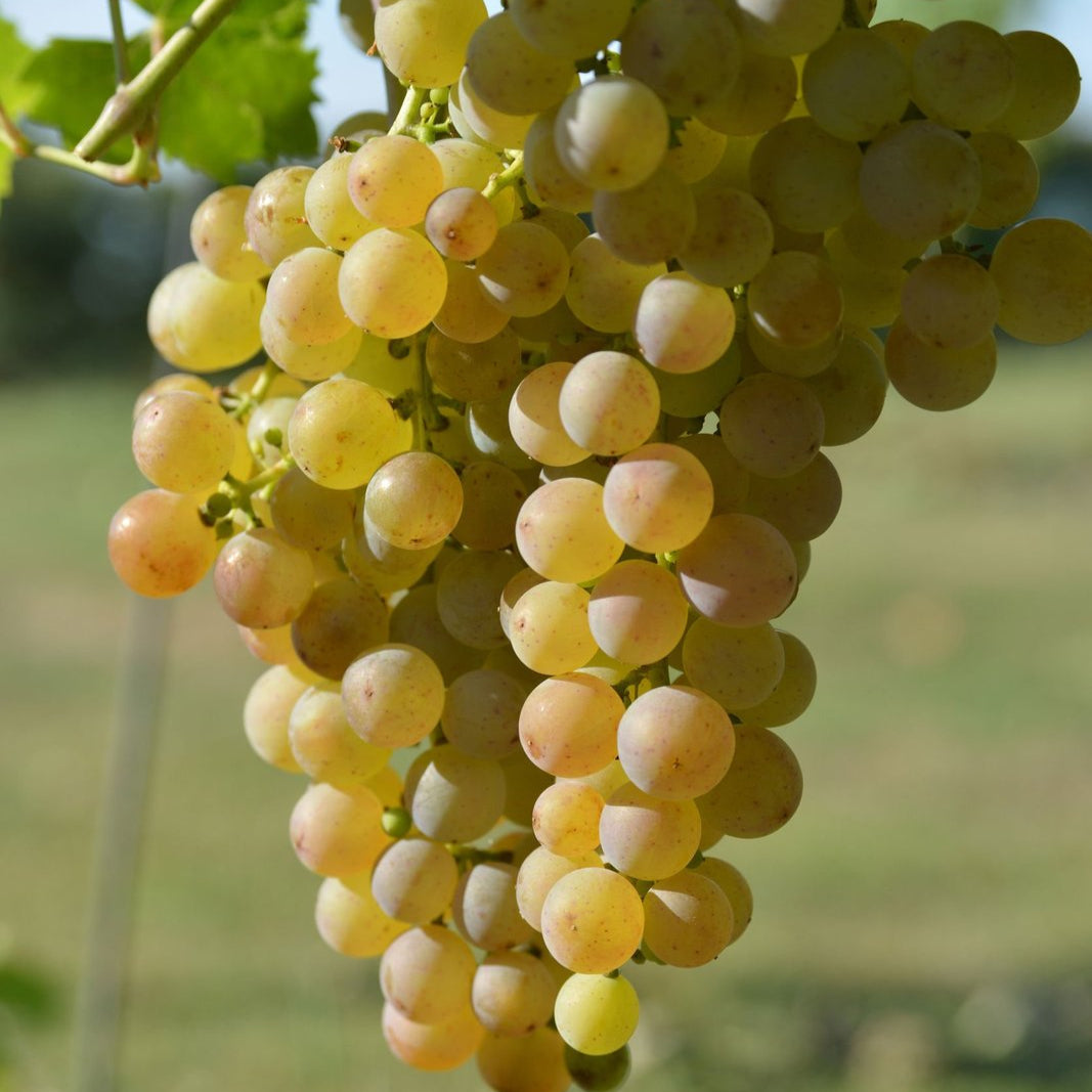 Muscat Grape fruit seeds for planting - Heirloom & Non-GMO garden seeds, aromatic variety for vineyards