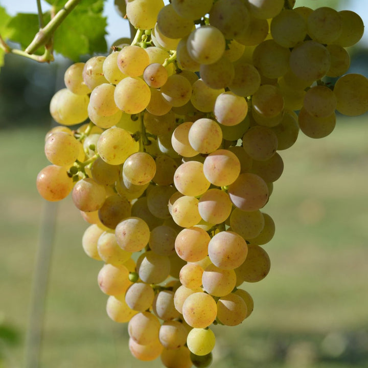 Muscat Grape fruit seeds for planting - Heirloom & Non-GMO garden seeds, aromatic variety for vineyards