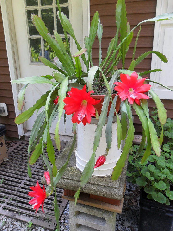 Red Epiphyllum Flower Seeds for Planting – Heirloom, Non-GMO, High Germination Organic Garden Seeds