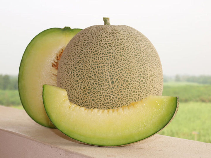 Green White Cantaloupe Melon Fruit Seeds – Heirloom, Non-GMO Seeds for Juicy Fruit Planting