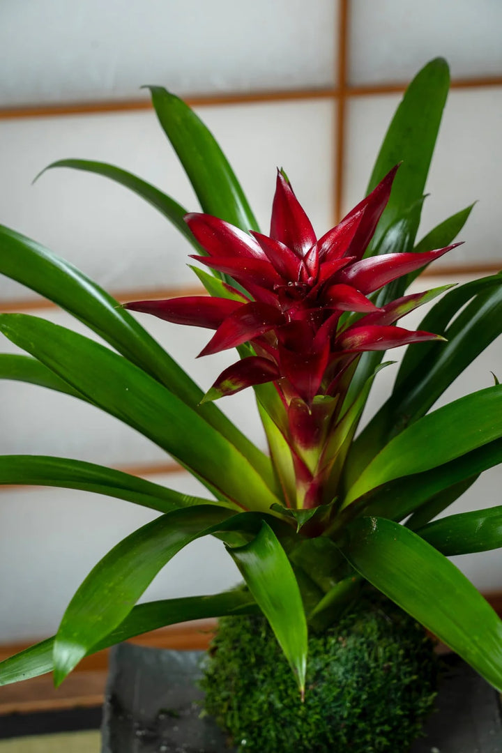 Burgundy Bromeliad Flower Seeds for Planting – Heirloom, Non-GMO, High Germination Organic Garden Seeds