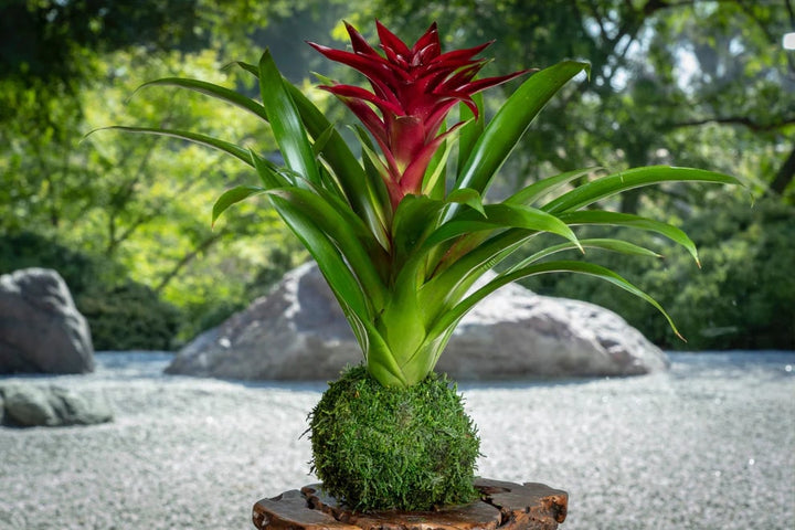 Burgundy Bromeliad Flower Seeds for Planting – Heirloom, Non-GMO, High Germination Organic Garden Seeds