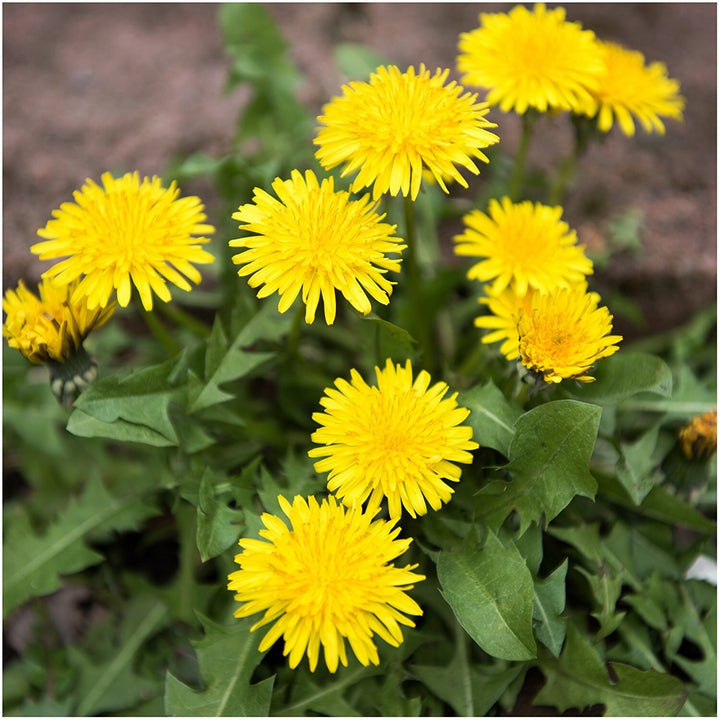 Yellow Dandelion Flower seeds for Planting - Perfect for Borders, Heirloom & GMO Free Seeds for Home Garden, 100pcs