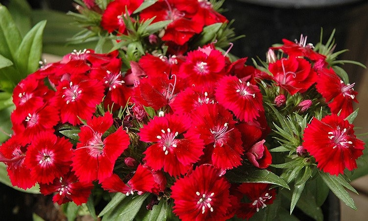 Burgundy Dianthus Flower Seeds for Planting – Hardy, Fragrant Blooms