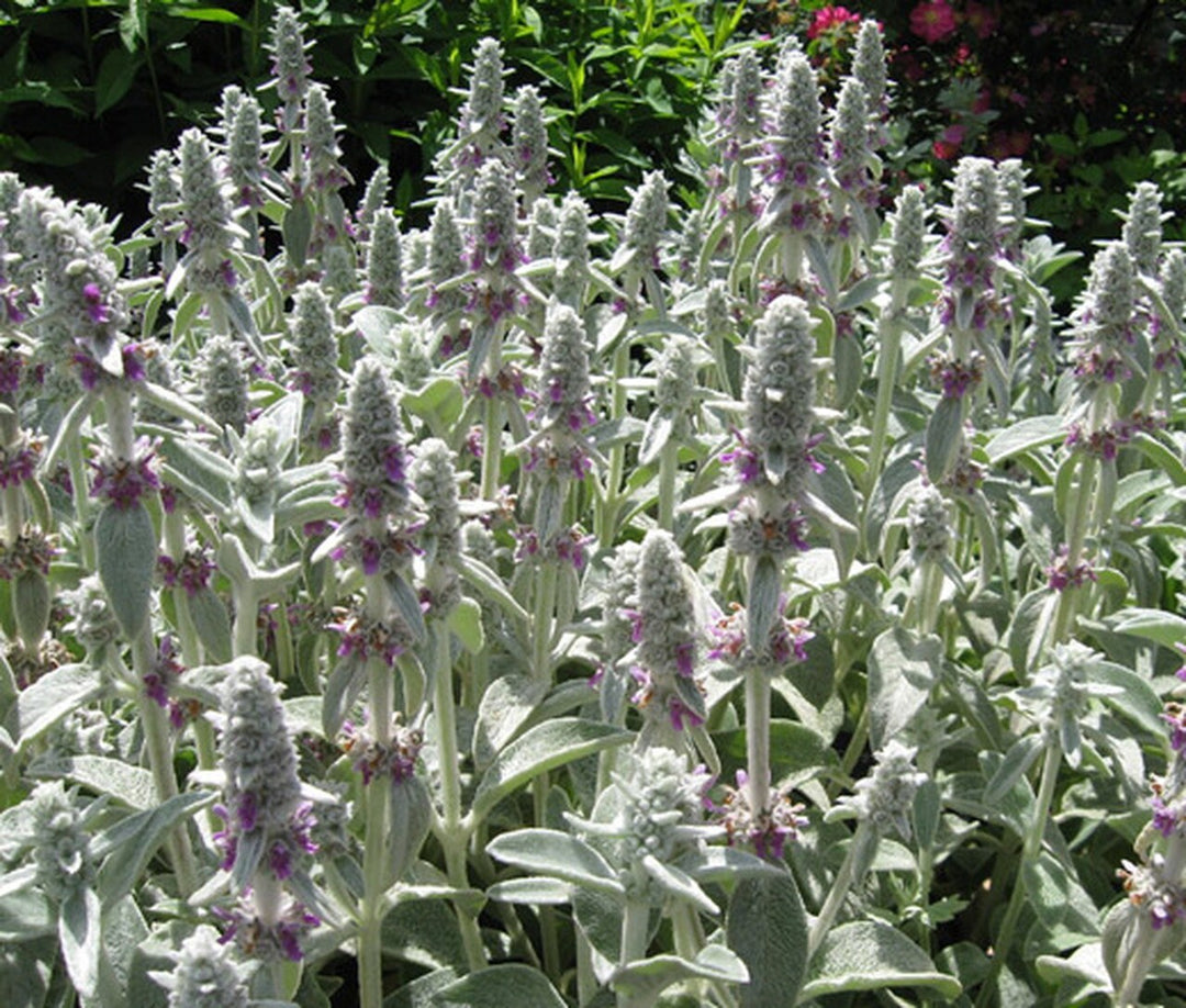 Stachys Flower Seeds for Planting – Heirloom, Non-GMO, High Germination Organic Garden Seeds
