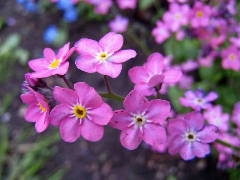 Pink Myosotis Flower Seeds for Planting – Pollinator Friendly Heirloom Non-GMO High Germination Organic Garden Seeds