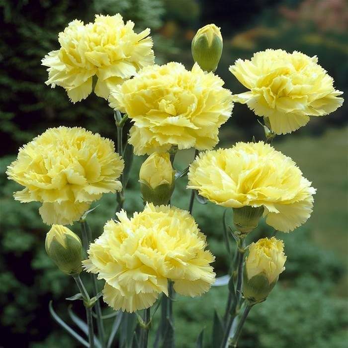 Yellow Carnation Flower Seeds for Planting – Heirloom, Non-GMO, Easy to Grow, High Germination Seeds