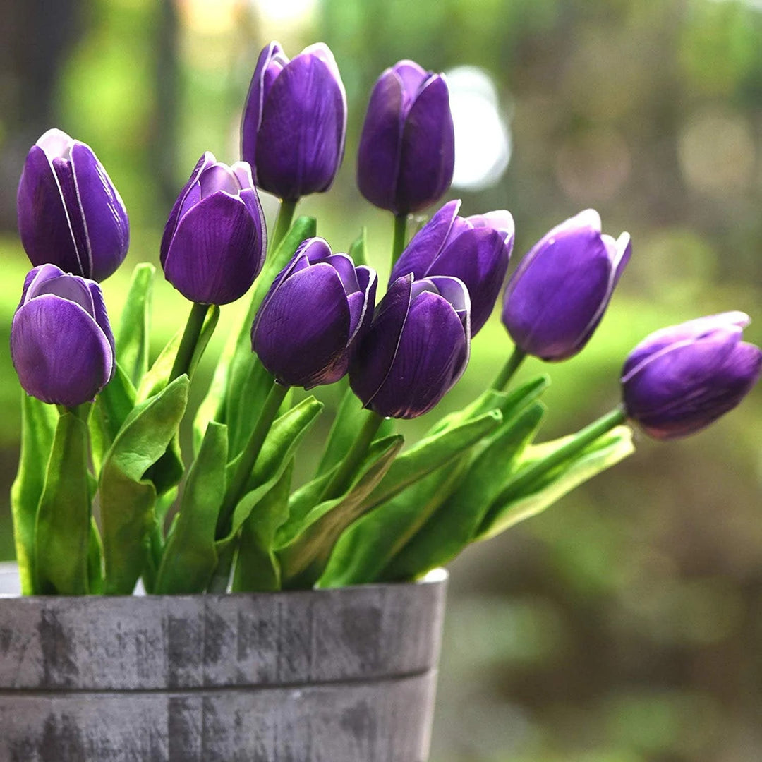 Deep Purple Tulip Flower Seeds for Planting – Heirloom, Non-GMO, High Germination