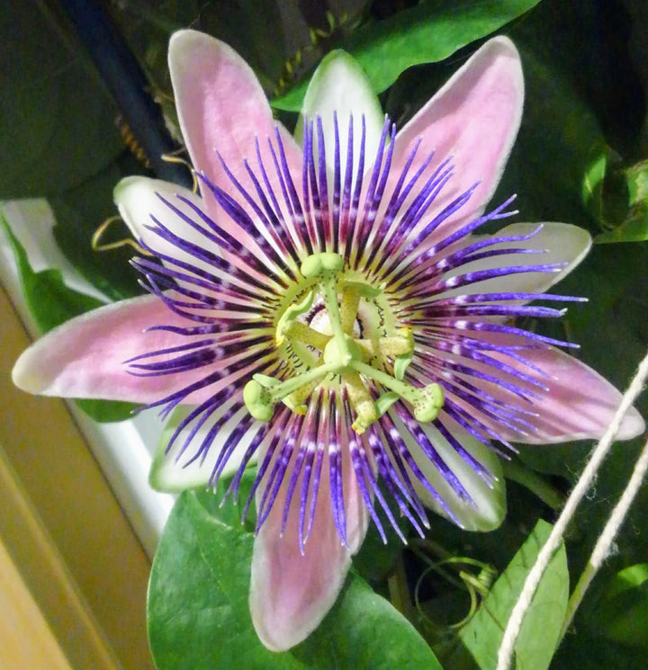 Mixed Passiflora Flower Seeds for Planting – Colorful Display, Heirloom, Non-GMO, High Germination Organic Garden Seeds