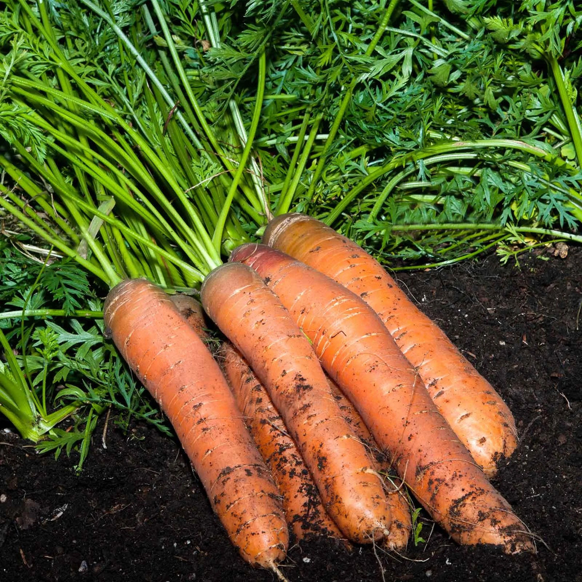 Little Finger Carrot Seeds – Heirloom Non-GMO Sweet Mini Root Vegetable Seeds for Planting, Organic Garden Seeds