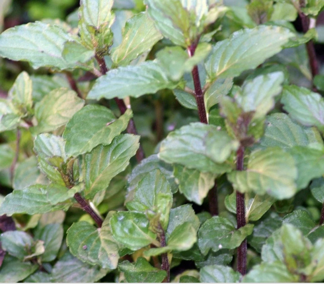 Chocolate Mint Herb Seeds for Planting – Heirloom, Non-GMO Seeds for Year-Round Aromatic Gardens