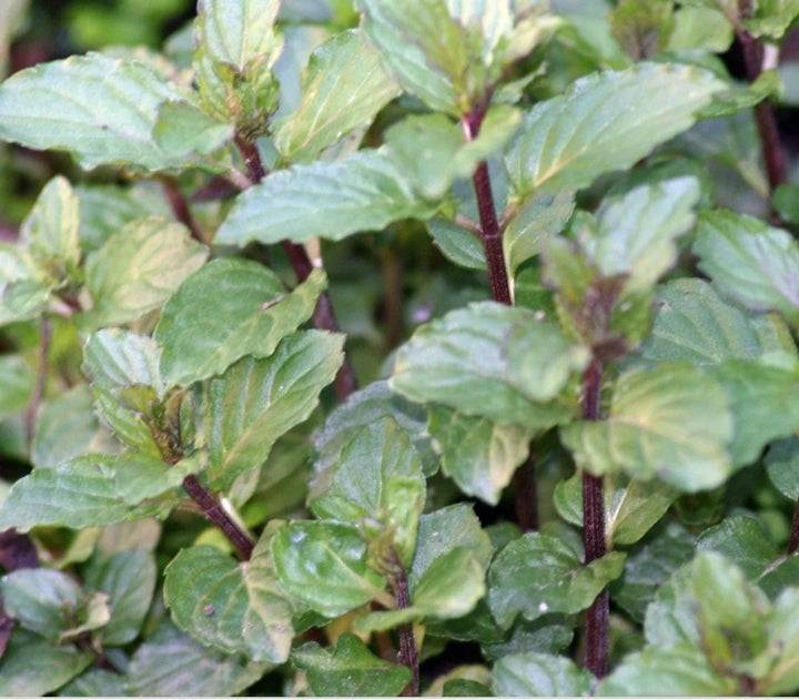 Chocolate Mint Herb Seeds for Planting – Heirloom, Non-GMO Seeds for Year-Round Aromatic Gardens