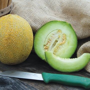 Rocky Ford Green Flesh Melon fruit seeds for planting – Heirloom & Non-GMO Garden seeds