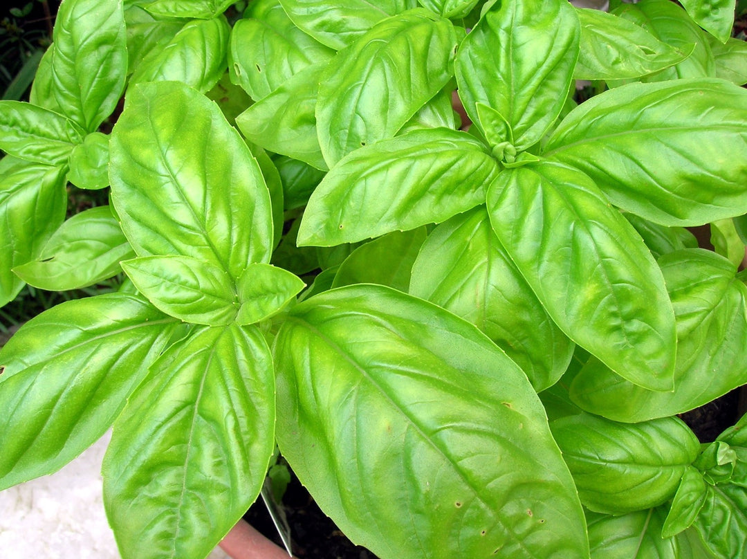 Italian Basil Herb seeds – Heirloom, Non-GMO seeds for Planting in Home Garden