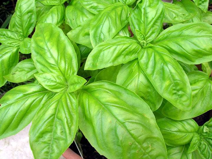 Italian Basil Herb seeds – Heirloom, Non-GMO seeds for Planting in Home Garden