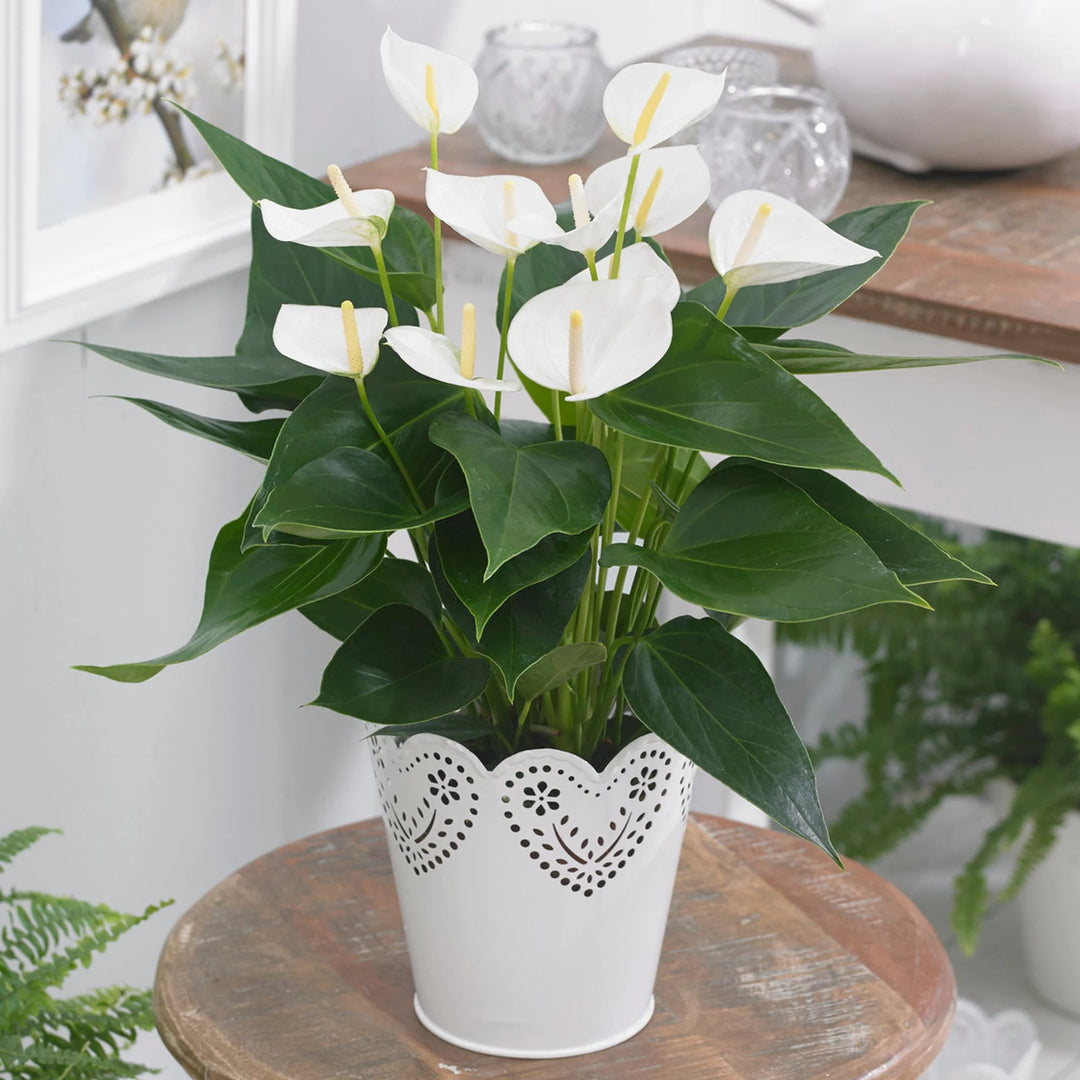 White Anthurium for Planting – Heirloom Non-GMO Seeds for Planting with High Germination
