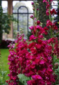 Matthiola Incana Flower Seeds for Planting | Heirloom Non-GMO High Germination Seeds