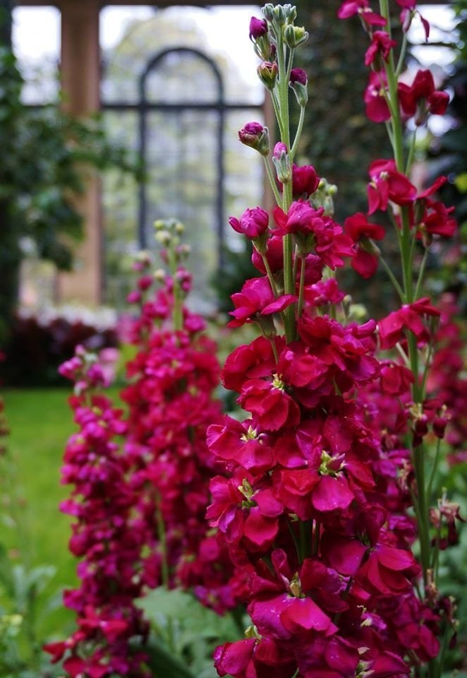 Maroon Matthiola Incana Flower Seeds for Planting – Fragrant Stock Flowers, Long-Blooming Garden Favorite
