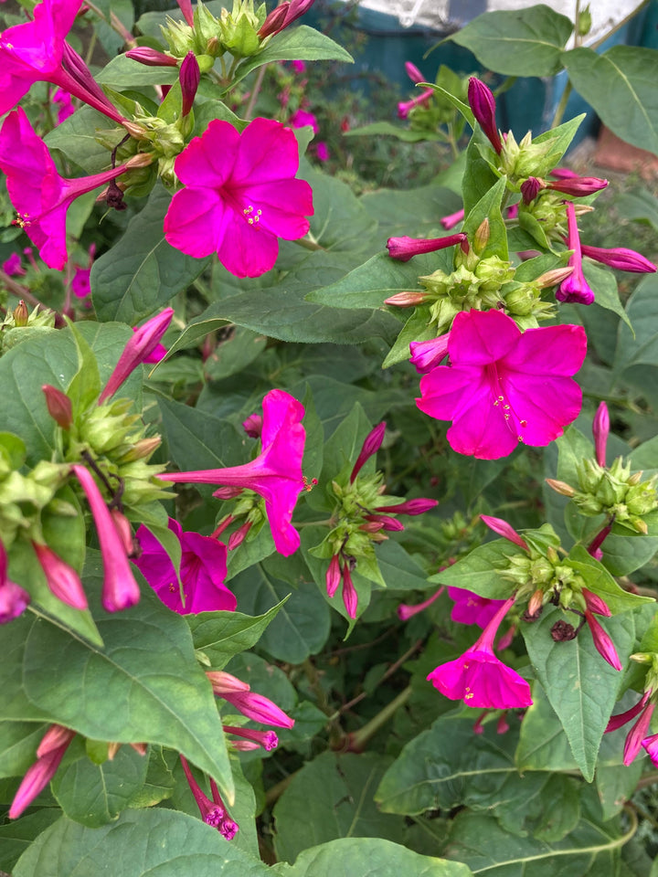 Flower Seeds, Seeds,Seeds For Planting,Plant Seeds