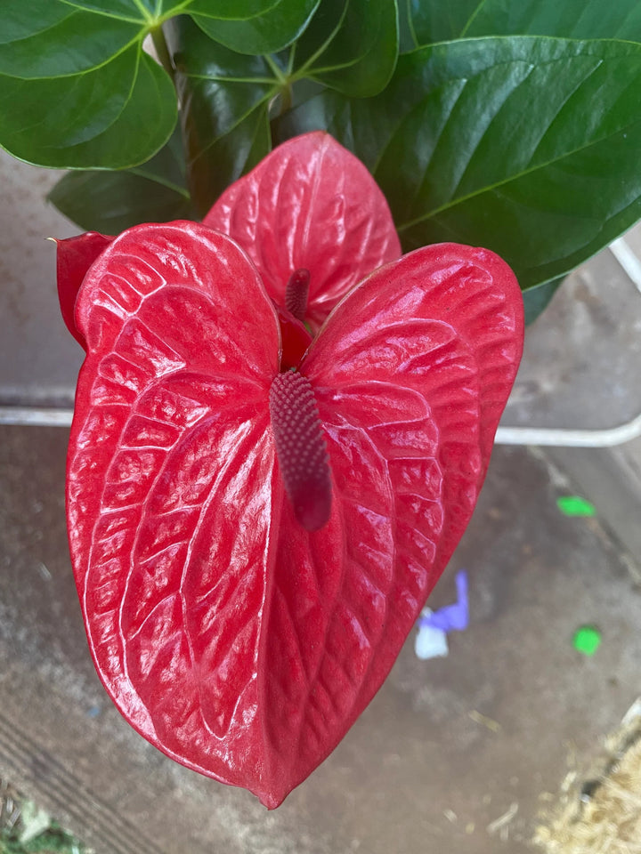 Red Anthurium Perennial Flower Seeds for Planting – Heirloom, Non-GMO, High Germination Organic Garden Seeds