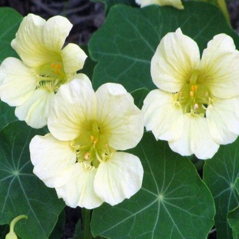 White Nasturtium Flower Seeds – Perfect Borders, Heirloom & Non-GMO Seeds for Home Garden