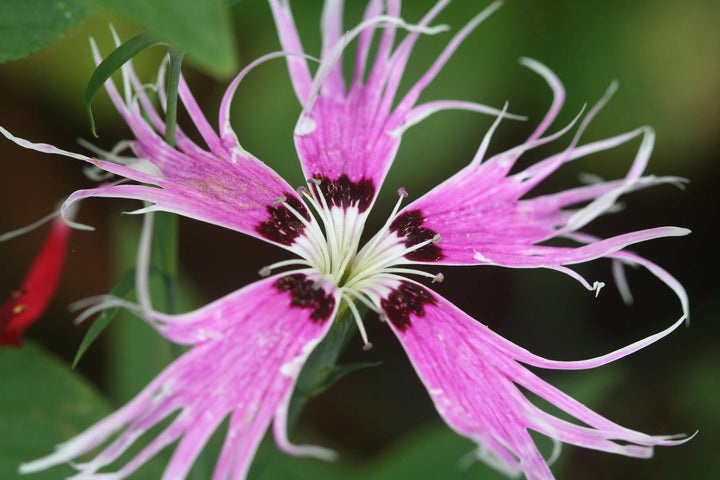Dianthus Spooky Flower Seeds for Planting – Shade Tolerant, Heirloom, Non-GMO Organic Garden Seeds