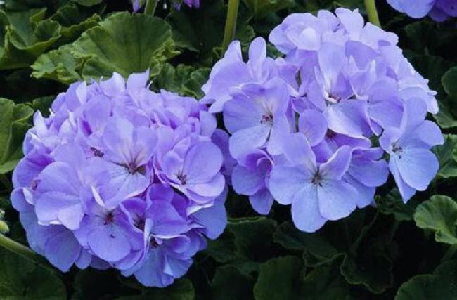 Blue Pelargonium Peltatum Flower Seeds for Planting – Heirloom, Non-GMO, Seasonal Bloomer, High Germination