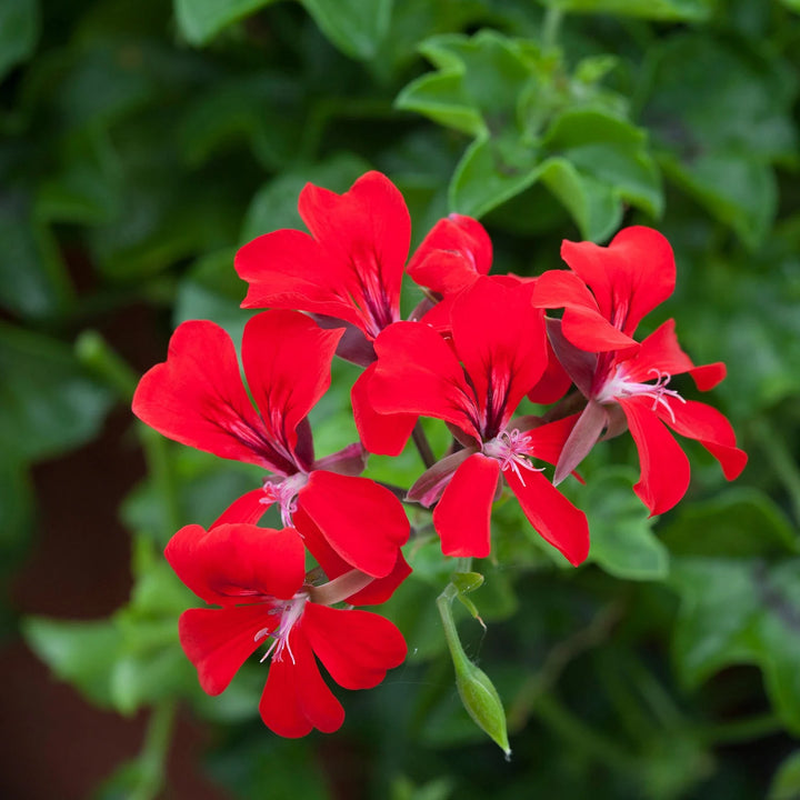 Geranium Flower Seeds for Planting – Hardy Variety, Heirloom, Non-GMO, High Germination Seeds