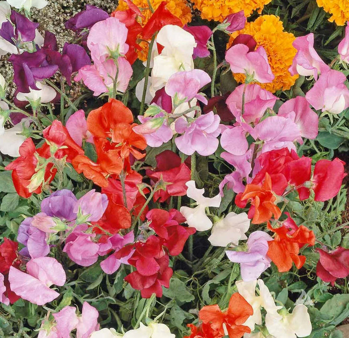 Flower Seeds, Seeds,Seeds For Planting,Plant Seeds