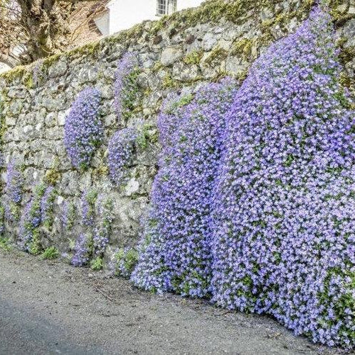 Sky Blue Rock Cress Flower Seeds for Planting – Heirloom, Non-GMO, High Germination Garden Seeds