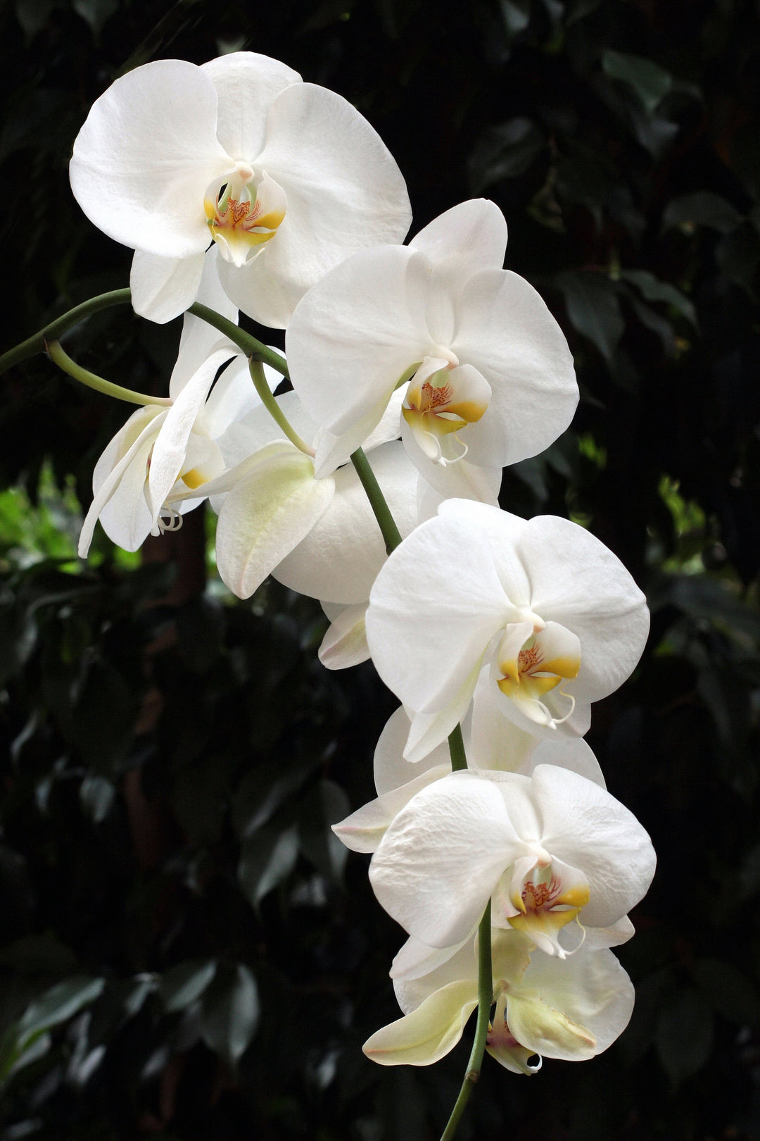 White Phalaenopsis Orchid Flower seeds for Planting - Easy to Grow, Heirloom & GMO Free Seeds for Home Garden