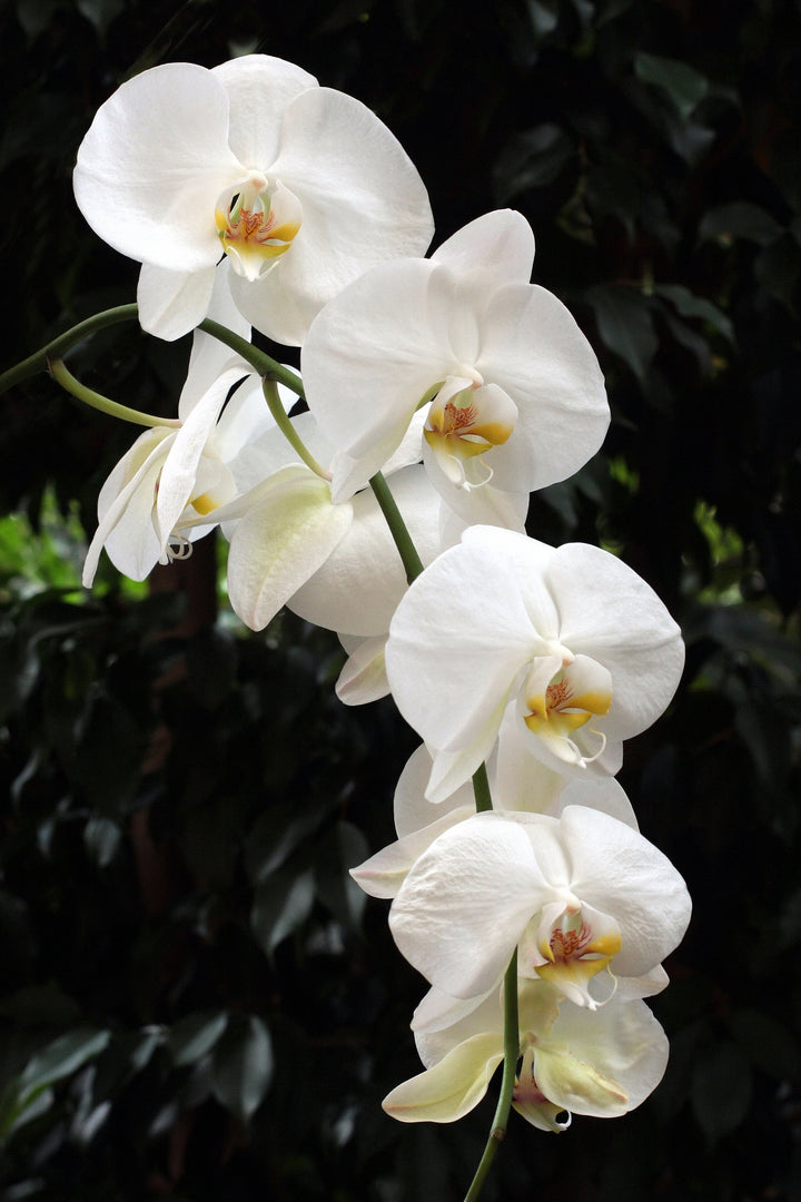 White Phalaenopsis Orchid Flower seeds for Planting - Easy to Grow, Heirloom & GMO Free Seeds for Home Garden